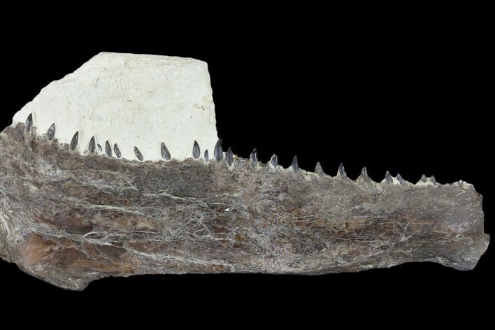 Fossil Fish (Ichthyodectes) Jaw Section - Kansas #114016
